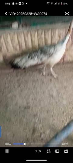 peacocks