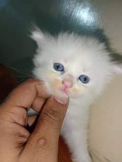 Persian kittens