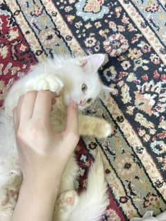 Tripple coat percian kitten