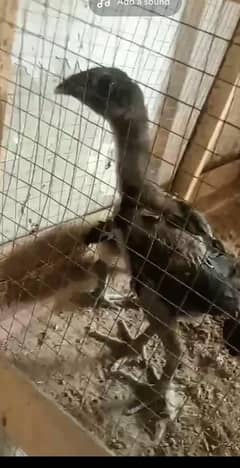 Dragon Aseel chicks