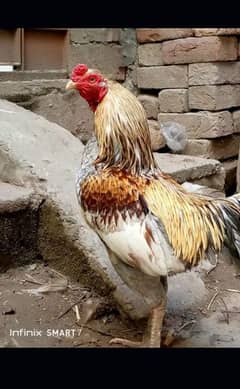 pure aseel mianwali murga