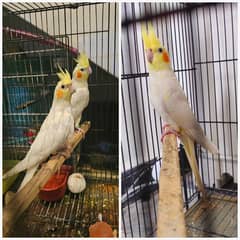 Common White Cocktail Red Eyes Adult Pair Healthy for Sale