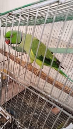 Ringneck Male