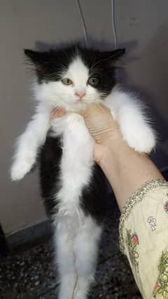 Persian Kittens