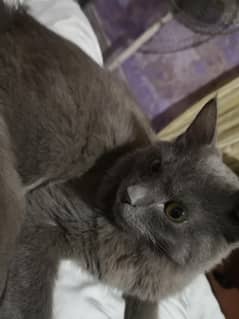 Grey Cat Male