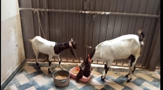 bakri