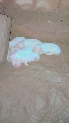 Pure Russian dog puppies for sale