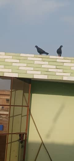 Black chap shirazi  pair