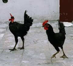 Black Australorp for sale age alomost 4 month