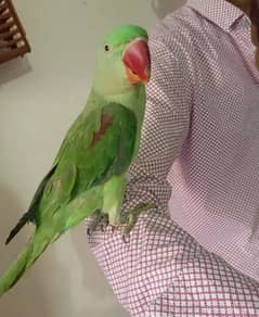 Kashmiri Raw parrot for sale