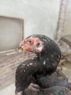 Black O Shamo ( parrot face)