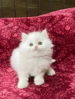 Persian cat triple quote 5 face mein later train
