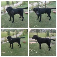 Dog for sale