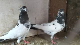 taddy, rampuri, Red Indian