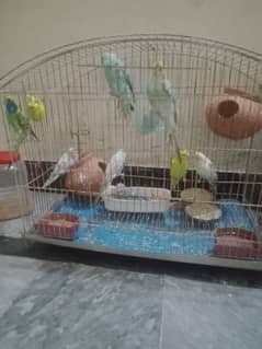Beautiful lovely budgies