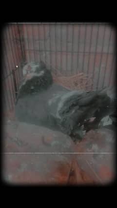 exchange any bird