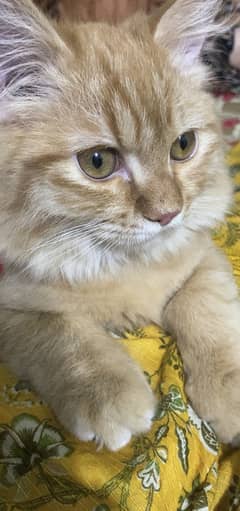Persian cat