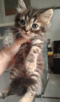 beautiful n healthy Persian kittens