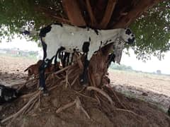 beetle guban goat for sale