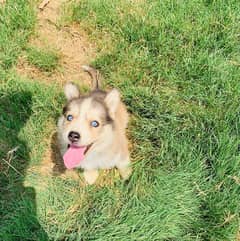 Husky puppies for sale