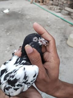 kabotar