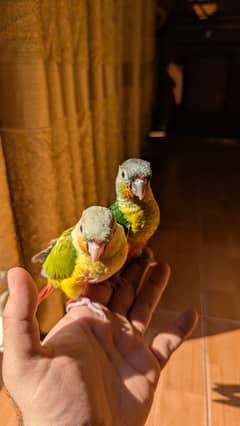 Geen Cheek & Pineapple Conure