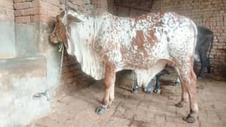 2 kiry Bache for sale 03106501290=03025602833