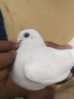 kabooter