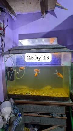 Fish and Aquarium