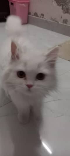 Persian