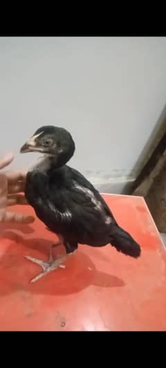 aseel chick's 0325-1986684