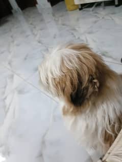 Shihtzu