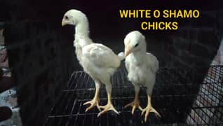 WHITE O SHAMO CHICKS