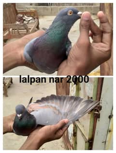 lalpan