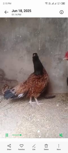 amroha cross chicks