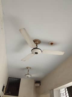 younas fan