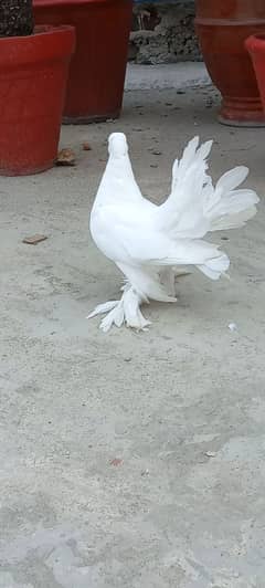 03145367255
