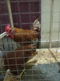 Hen  & cock