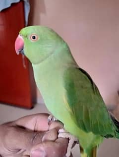 green parrot female