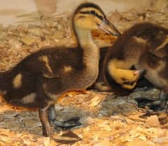 3 weeks old duckling pair