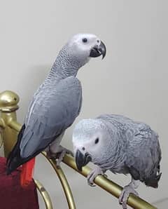 Grey Parrot Chicks Pair