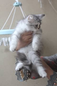 Persian Kittens Pure Breed