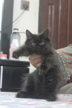 Persian