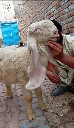 Top Quality Kajla chatra Male kid