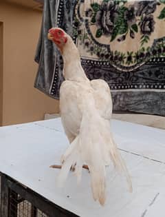 indion parrot beak long tail aseel female