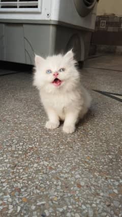 Persian kitten