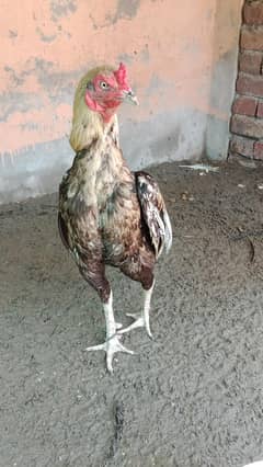 Sindhi Aseel Birds for sale in cheap price