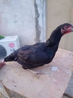 aseel hen