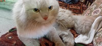 breeder male cat