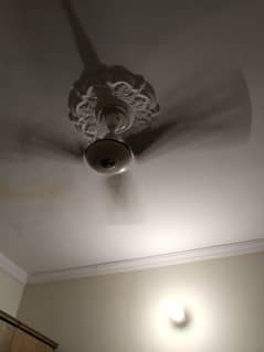 Royal fan available for sale